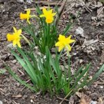 Osterglocken im Garten der Begegnung