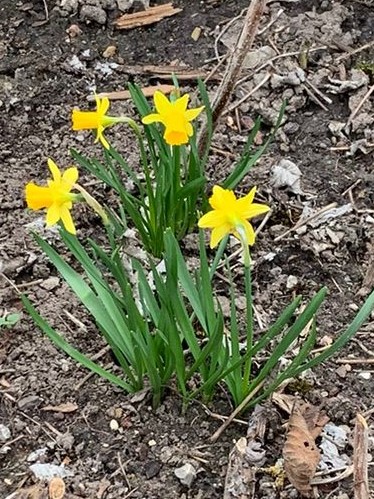 Osterglocken im Garten der Begegnung